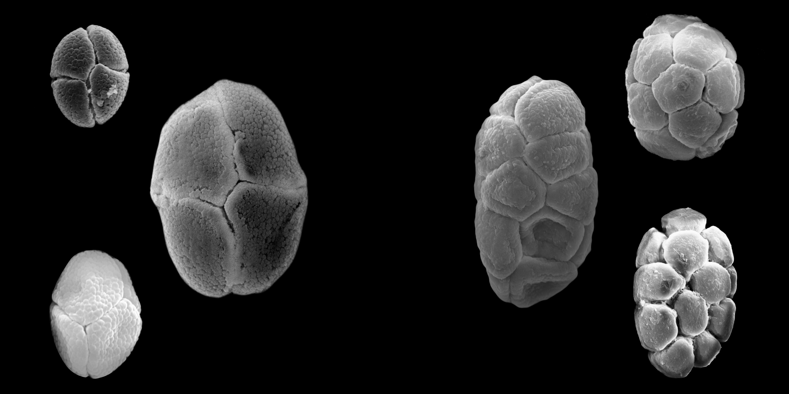 Examples of dispersal units in the Mimosa and Stryphnodendron clades.