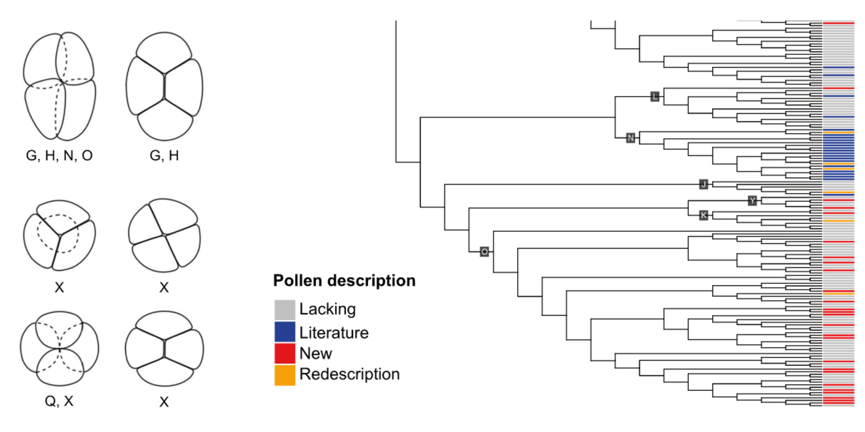 Evolution of traits (a) pollen ornamentation and (b) exine thickness in the Stryphnodendron clade.